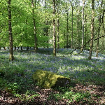 Bluebells in May fill the air with bluebells